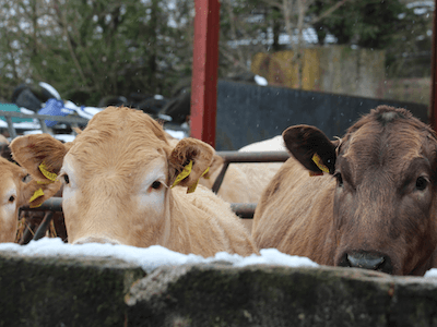 cow in pen