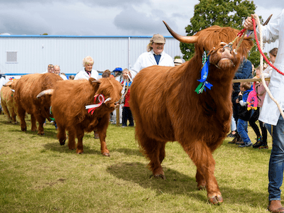 highland cows on parade
