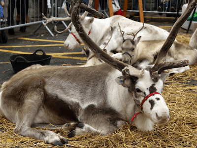 reindeer lying down